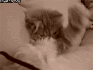 CAT FACEPALM_0.gif