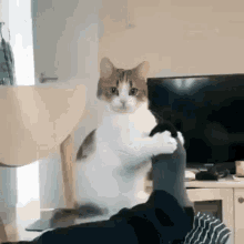 cat.gif