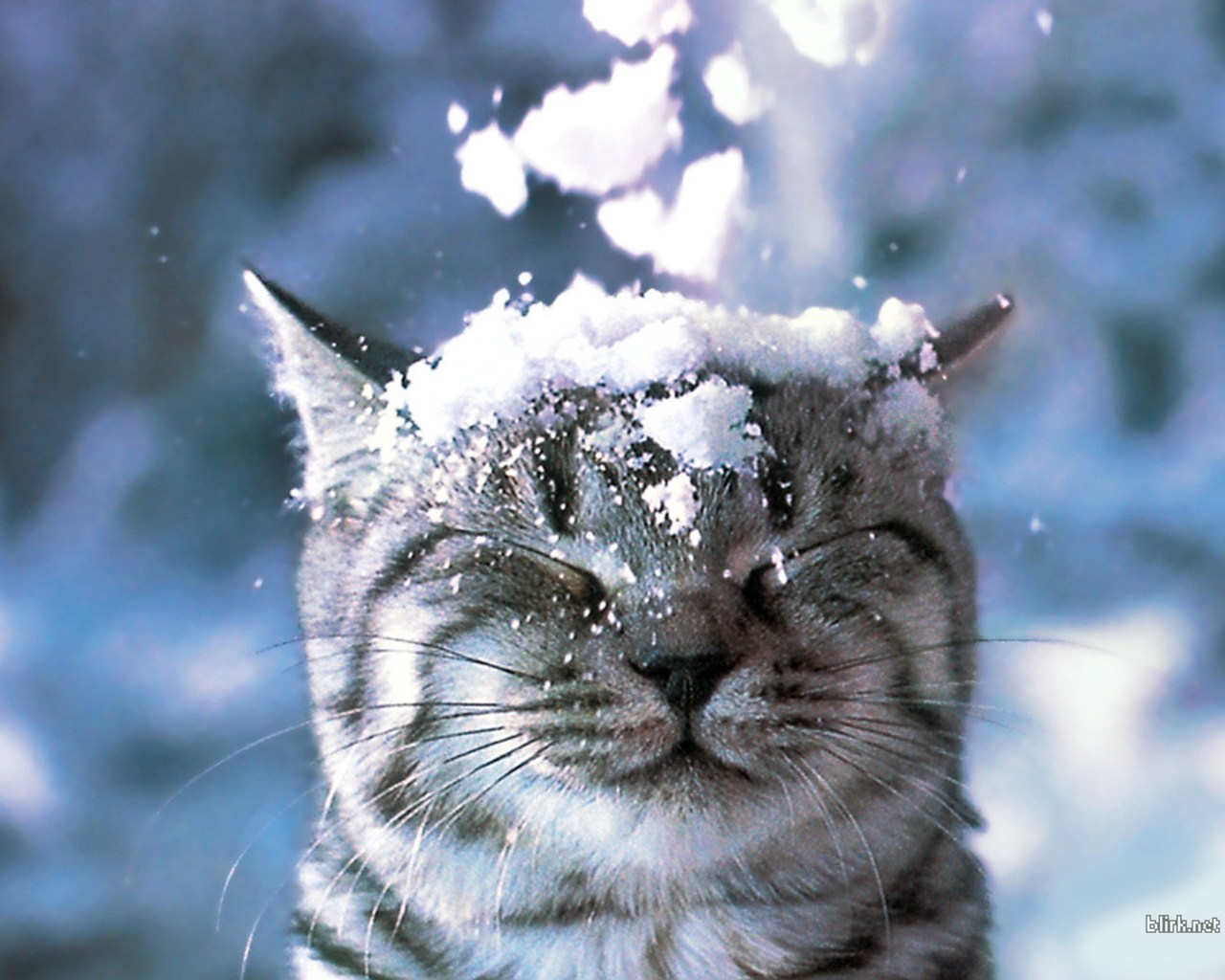 Cat-in-the-Snow-Wallpaper-cats-28363007-1280-1024.jpg