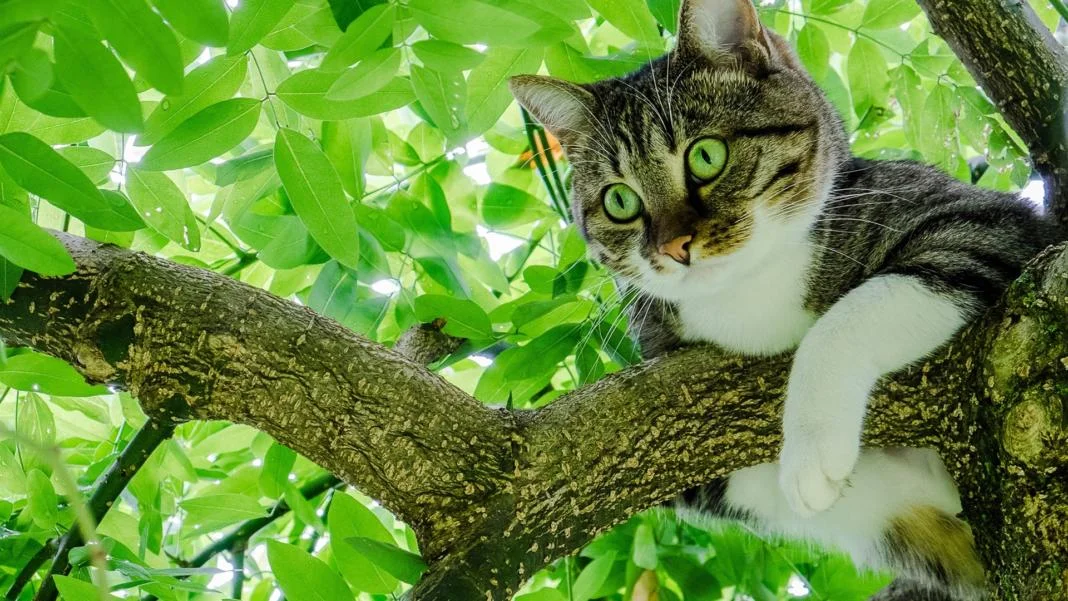 Cat-on-tree-green-foliage_1920x1080.webp