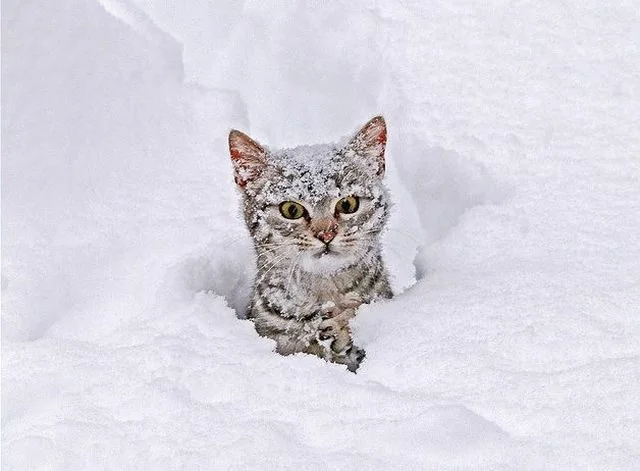 cat-snow-1.webp