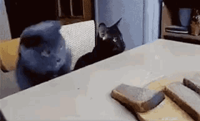 cat-steals.gif