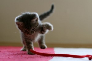 cat-tail-held-high-happiness-300x200.jpg