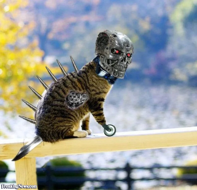 Cat-Terminator--75988.webp