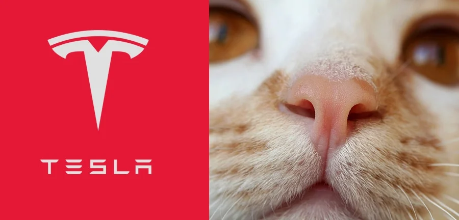 cat-tesla.webp