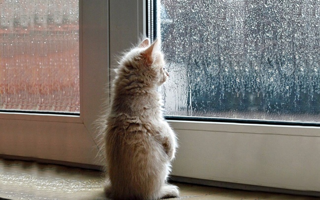 cat-waiting-7.jpg