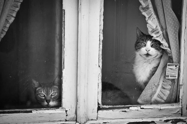 cat-waiting-window-14.webp