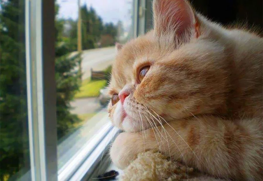 cat-waiting-window-65.webp
