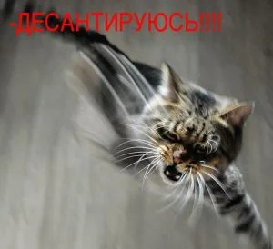 cat.webp