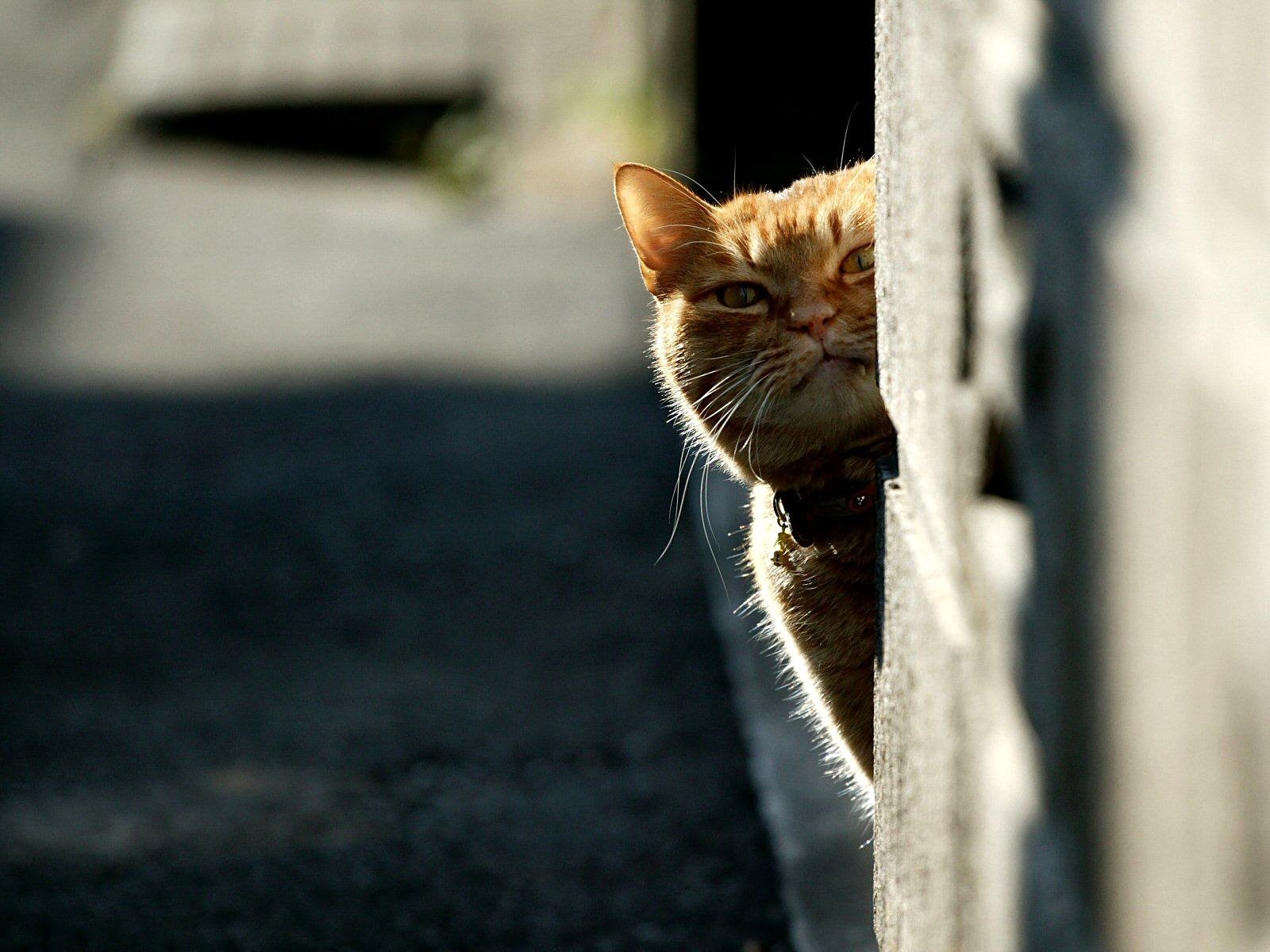 cat-whiskers-light-kitten-fauna-mammal-vertebrate-close-up-cat-like-mammal-small-to-medium-siz...jpg