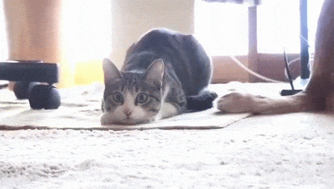 cat-wiggling-gif-3.gif