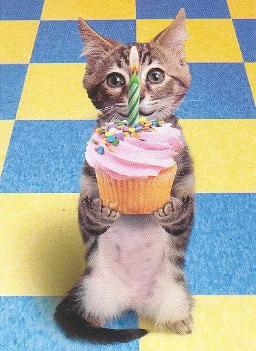 cat_20with_20cake_20copy.webp