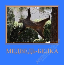 cat_medved-belka.jpg