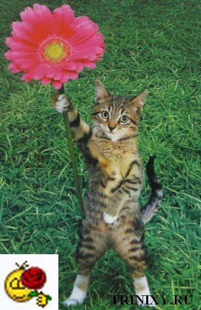 cat_smiles_16.webp