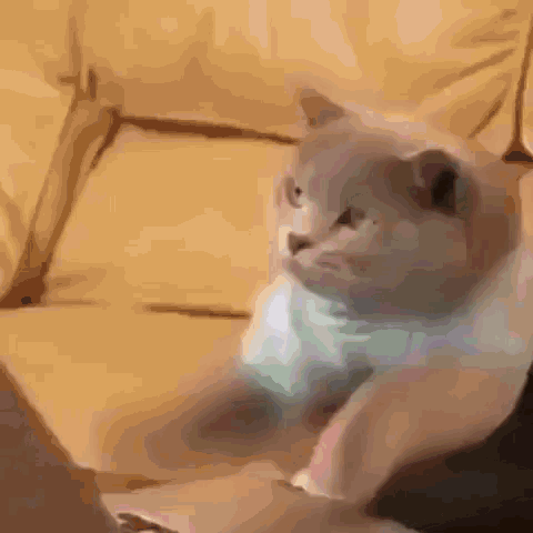cats-keyboard.gif