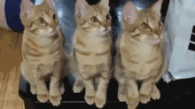 cats-kittens.gif