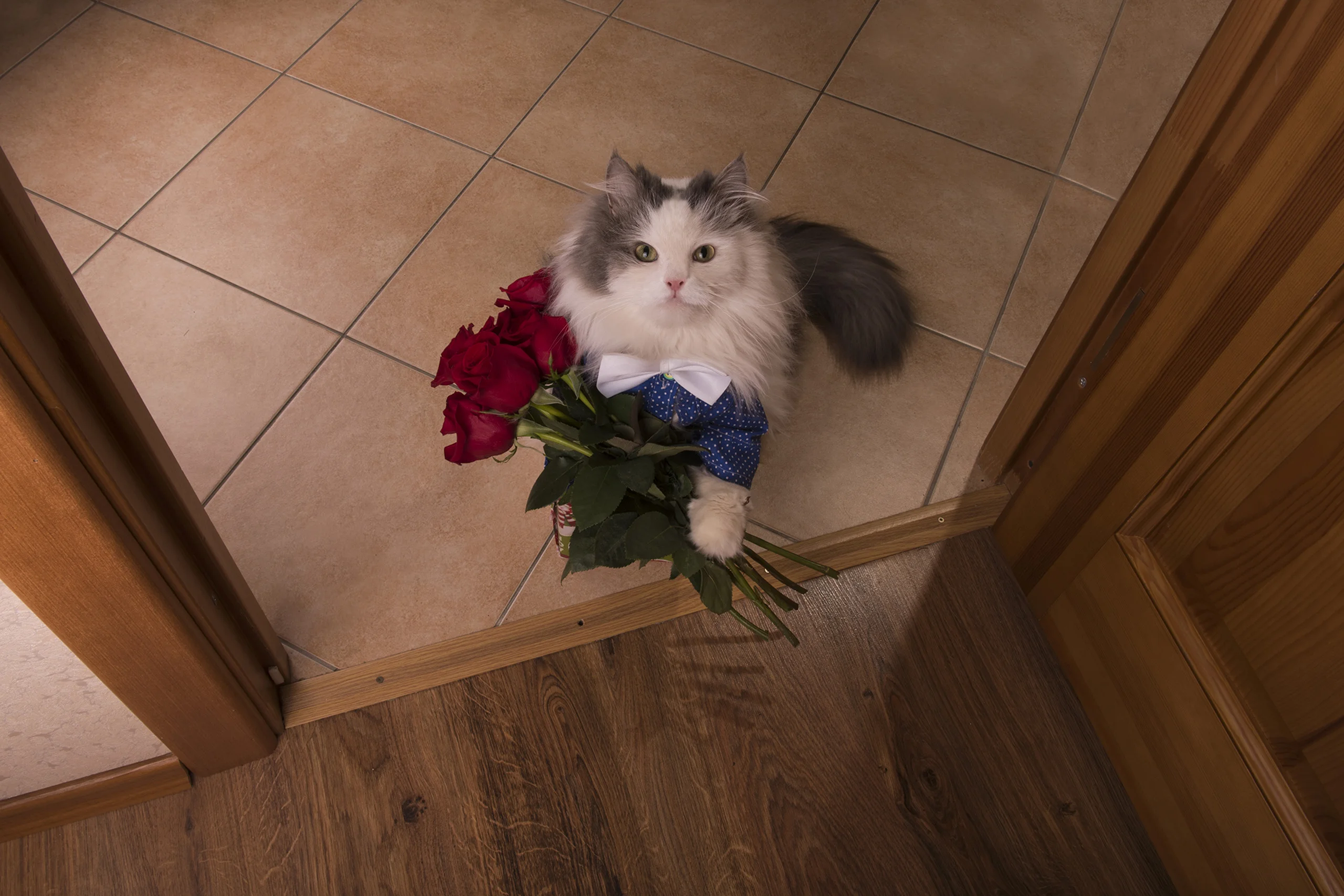 Cats_Bouquets_Roses_504777.webp