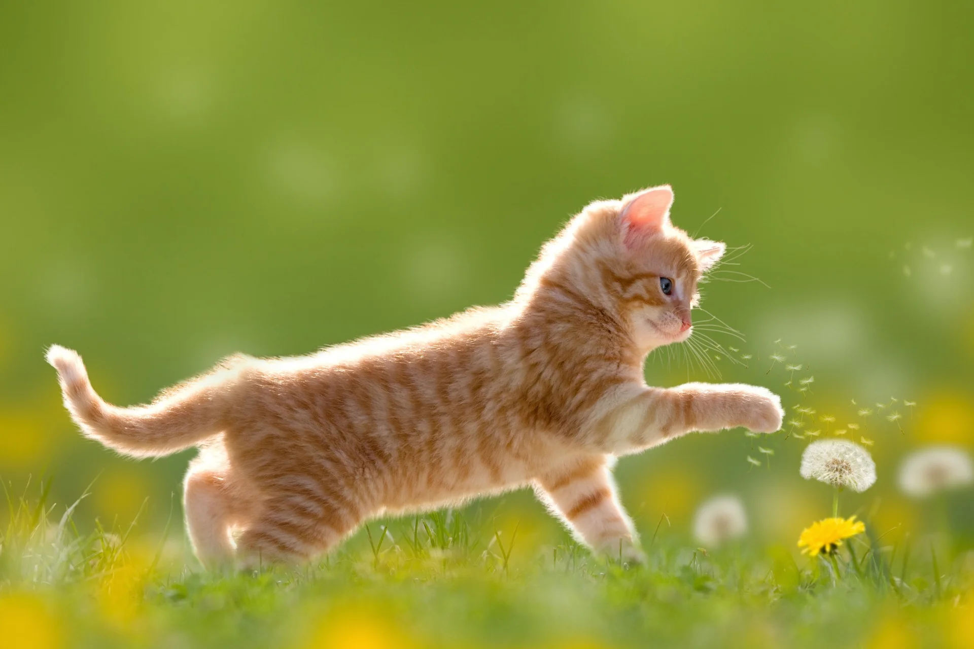 Cats_Dandelions_Kittens_Ginger_color_533839_1920x1280.webp