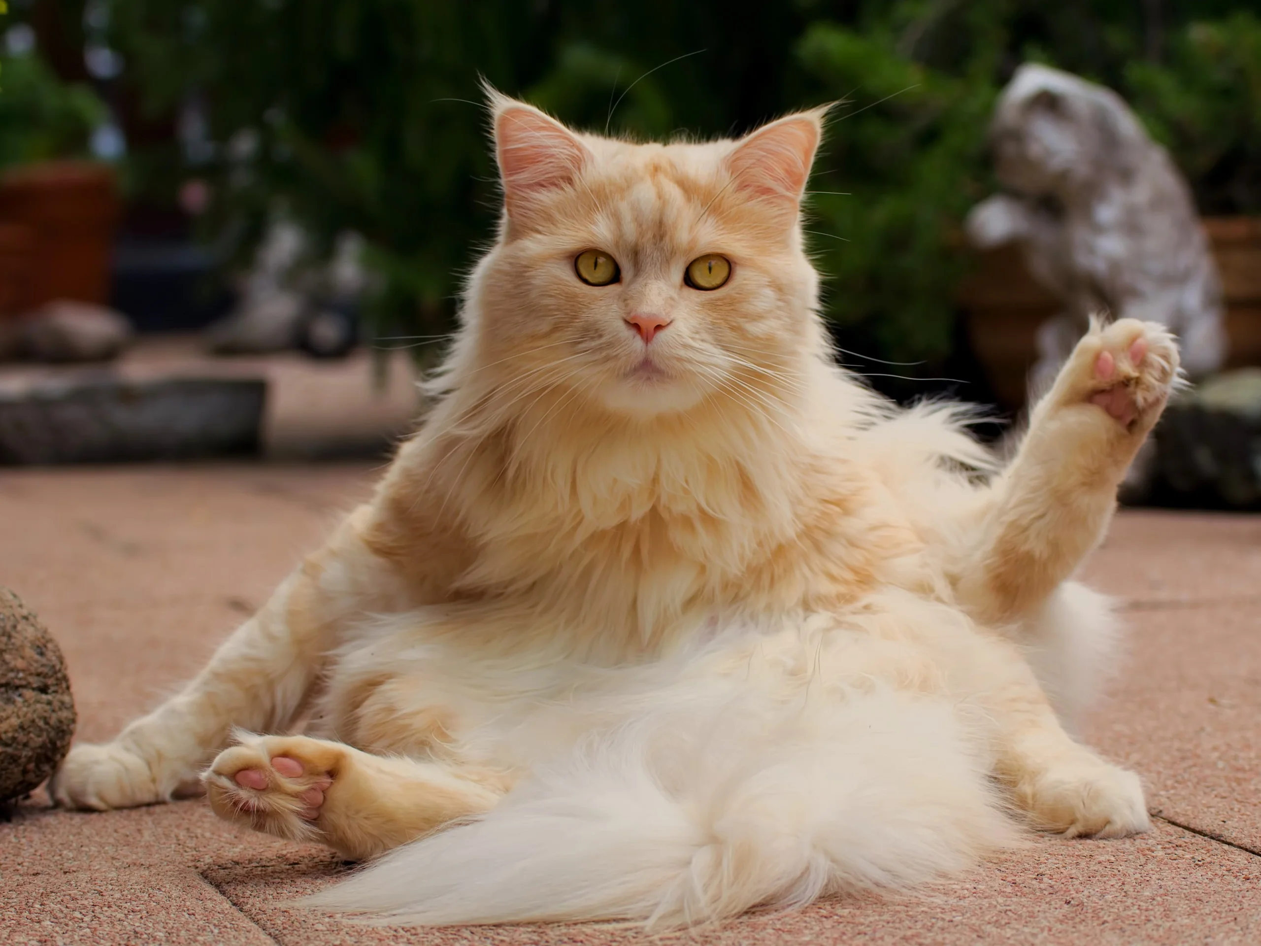 Cats_Ginger_color_Fluffy_513215_2560x1920.webp