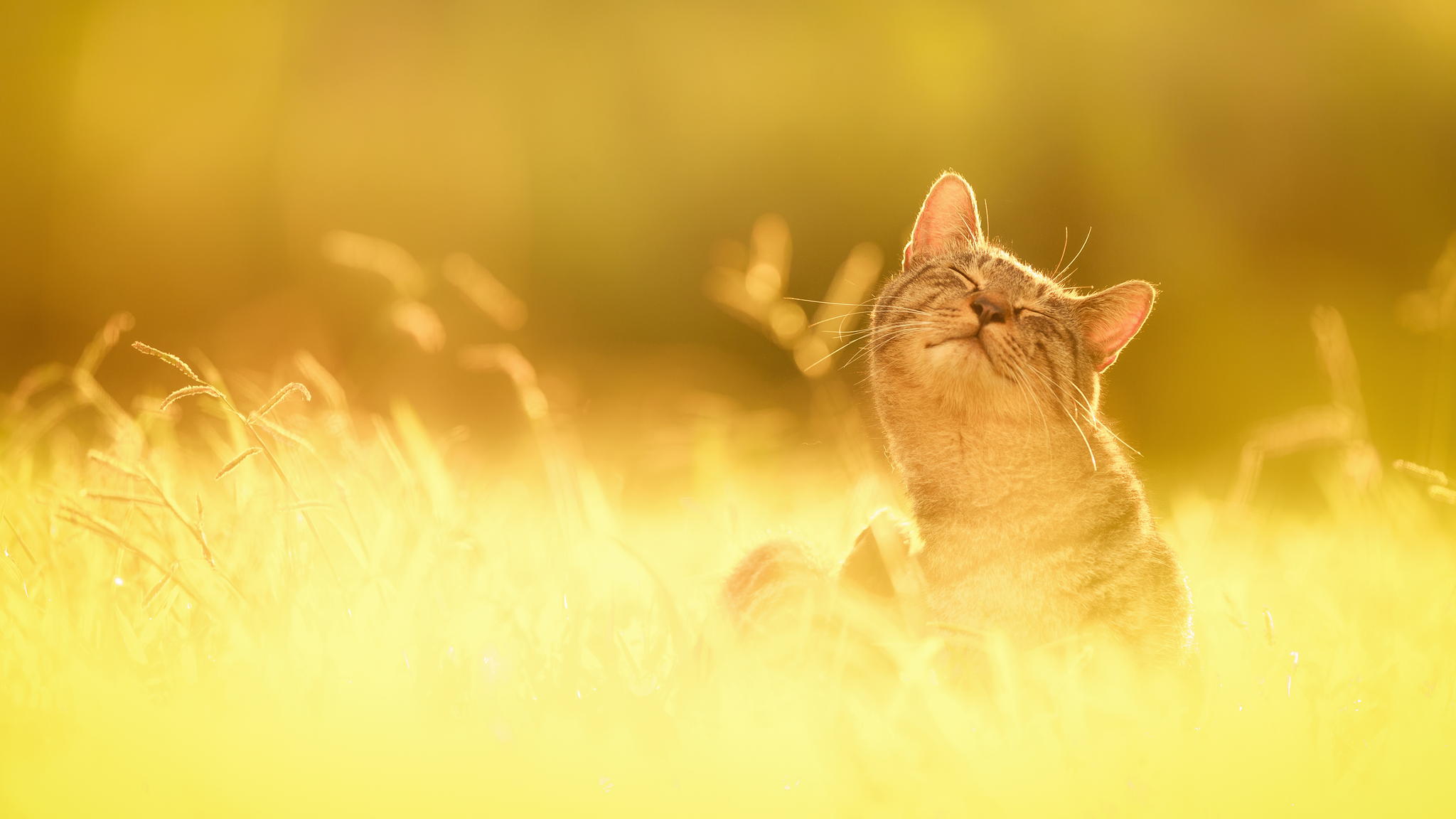 cats_on_sun_02.jpg