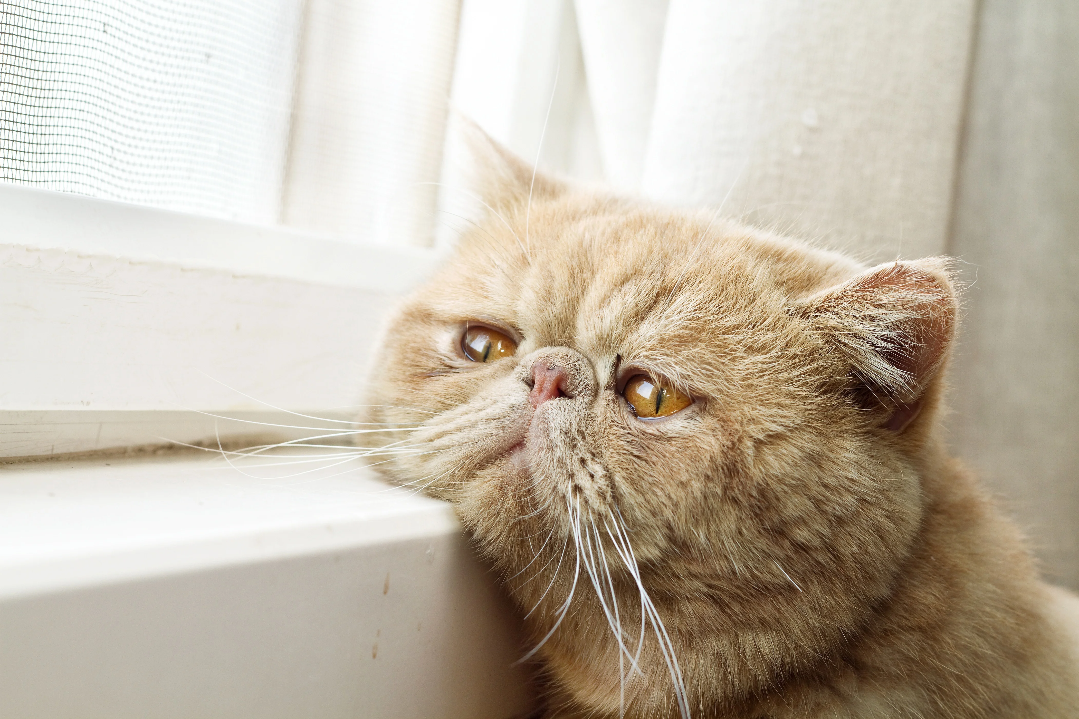Cats_Snout_Glance_Whiskers_Sadness_526229_4203x2802.webp