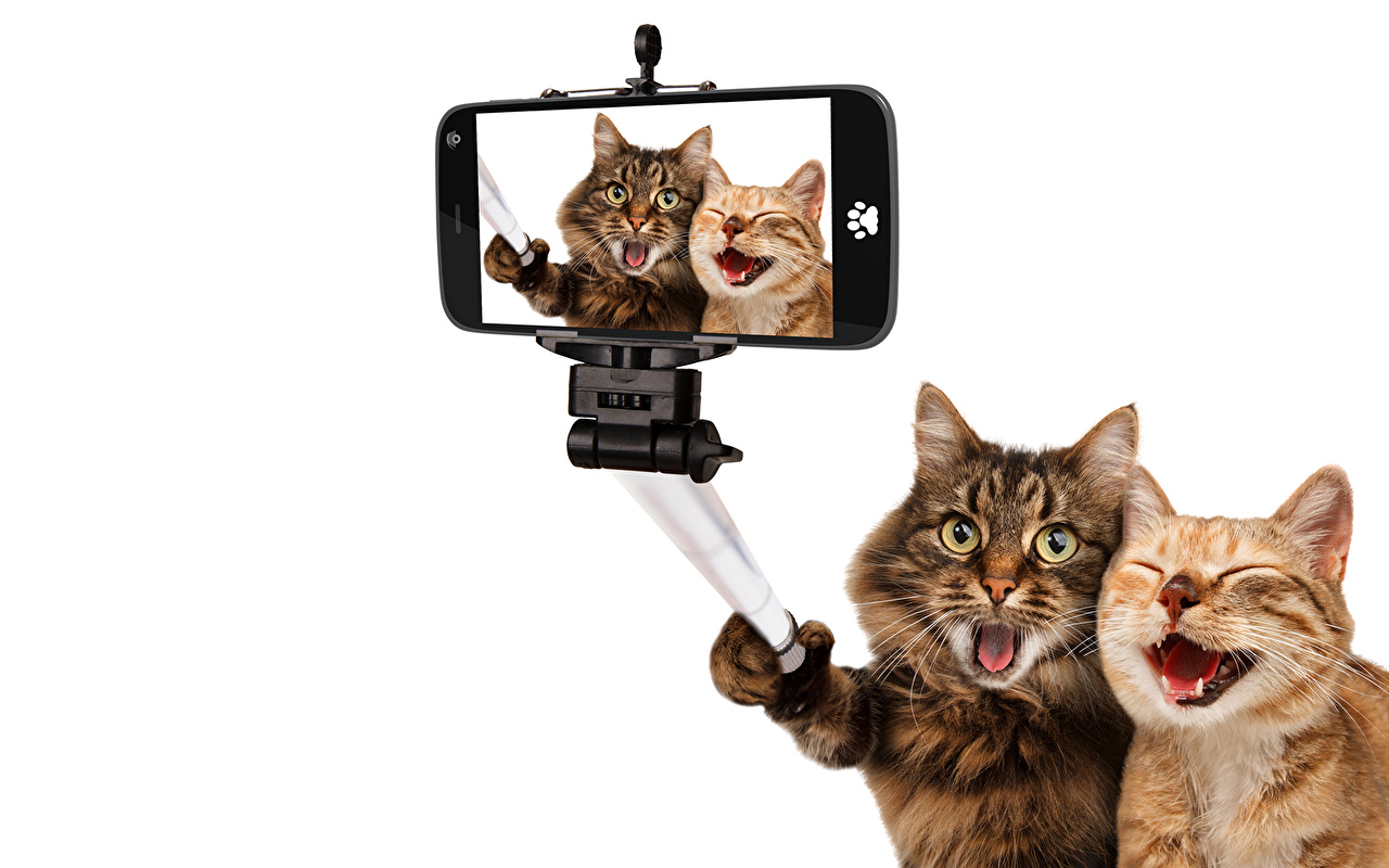 Cats_Two_Smartphone_492389.jpg