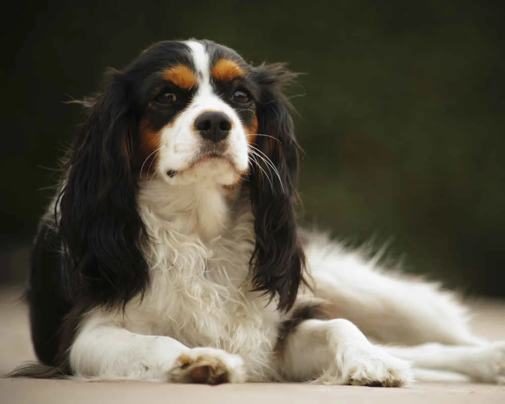 cavalier-king-charles-spaniel.webp