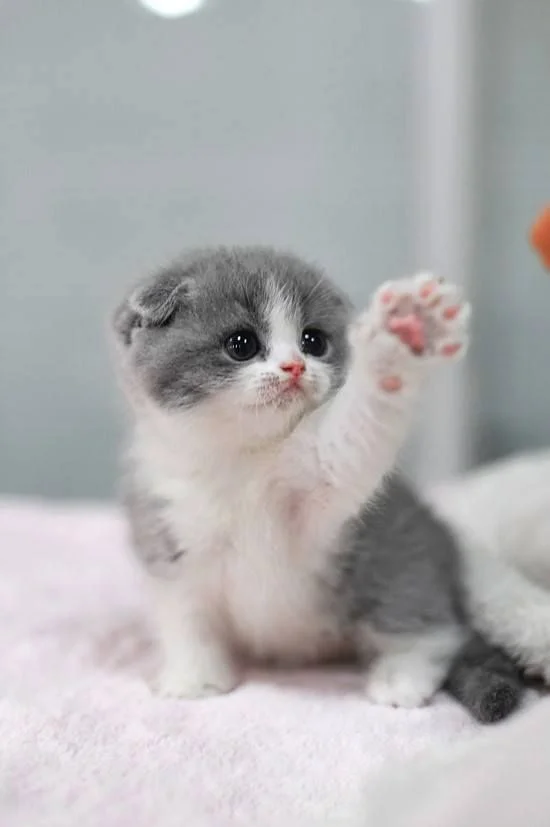 cec720d6b53ce09d06fdd063f1abf132--high-five-scottish-fold-kittens.webp