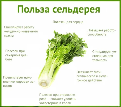 celery-1_.webp