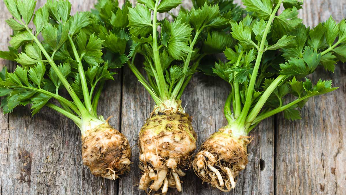 celery-root-koren-selderej.jpg