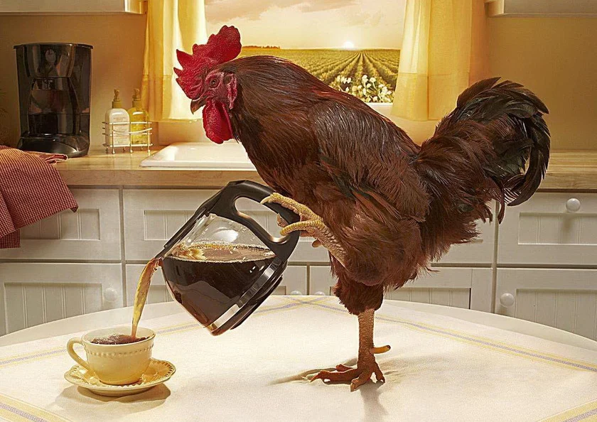 чай_и петух1280.webp