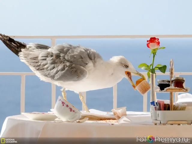 чайка доброе утро.webp