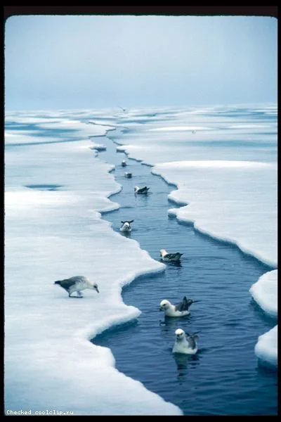 чайка гуд морнинг раша.webp