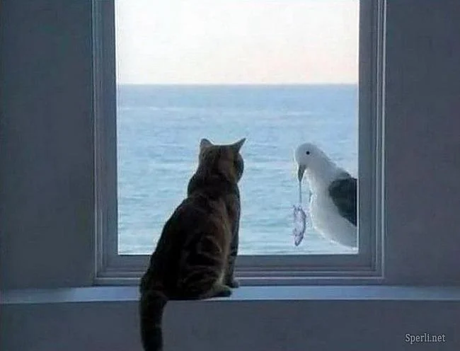чайка и кот 1.webp