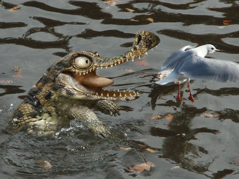 чайка и крокодил.webp