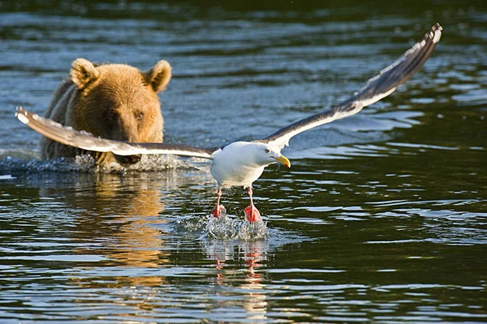 чайка и медведь.webp