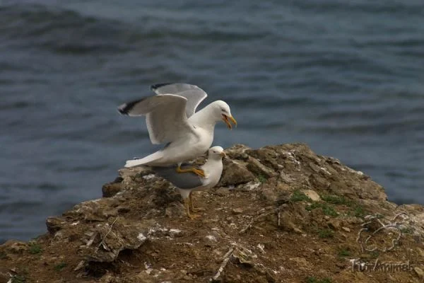 чайка на чайке.webp