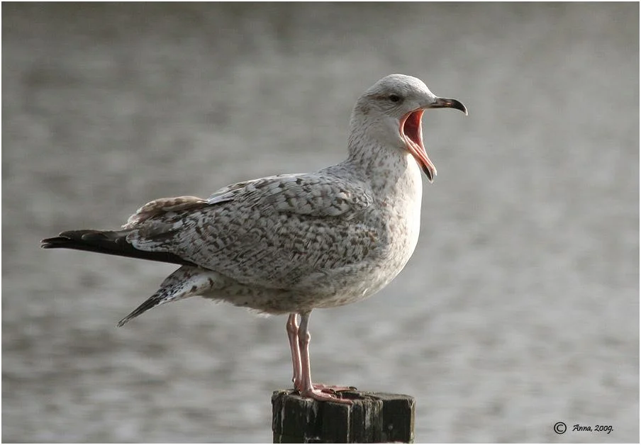 чайка поёт.webp