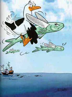 чайка последний отсчет.webp