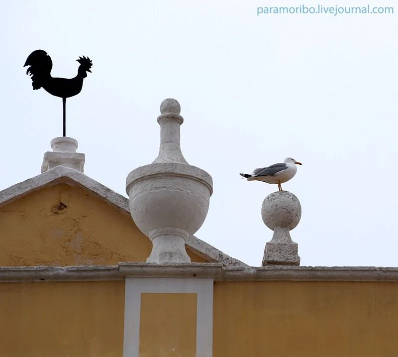 чайка прикол.webp