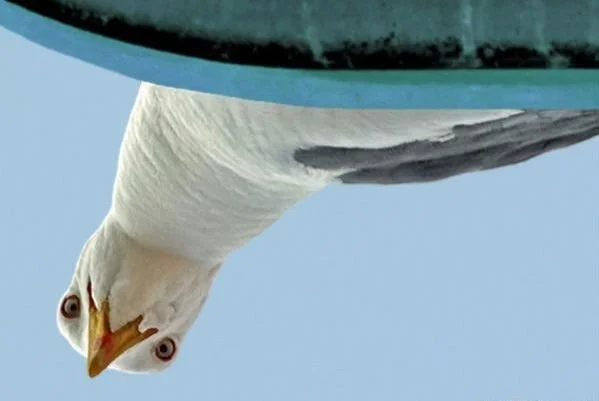 чайка смотрит.webp