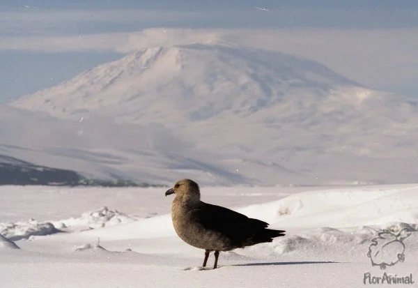 чайка снег.webp