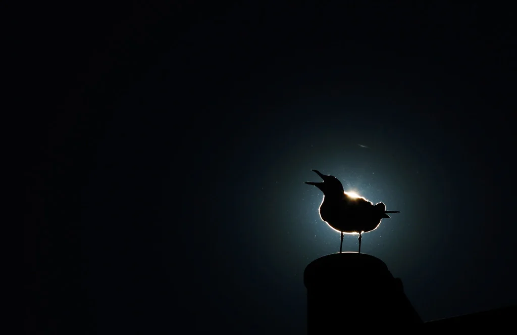 чайка спокойной ночи.webp