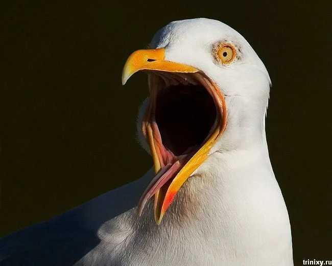 чайка в шоке.webp