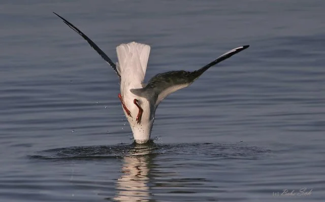 чайка вверх ногами.webp