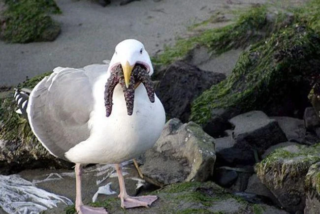 чайка жор 1.webp