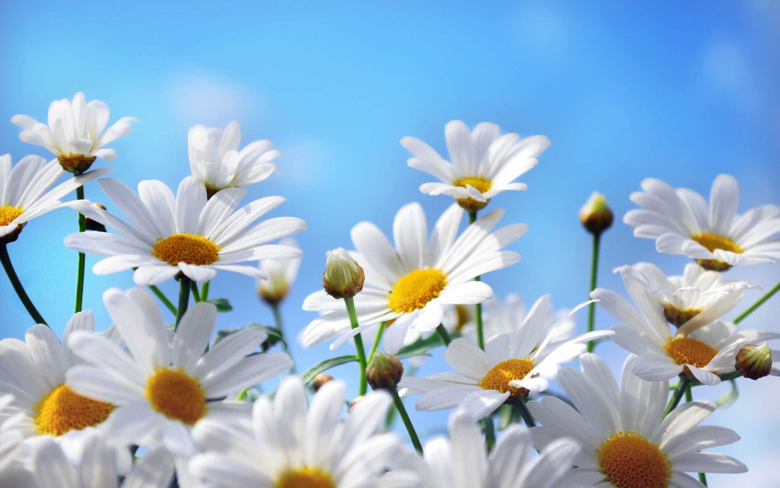 chamomile-white-flowers-wallpaper.jpg