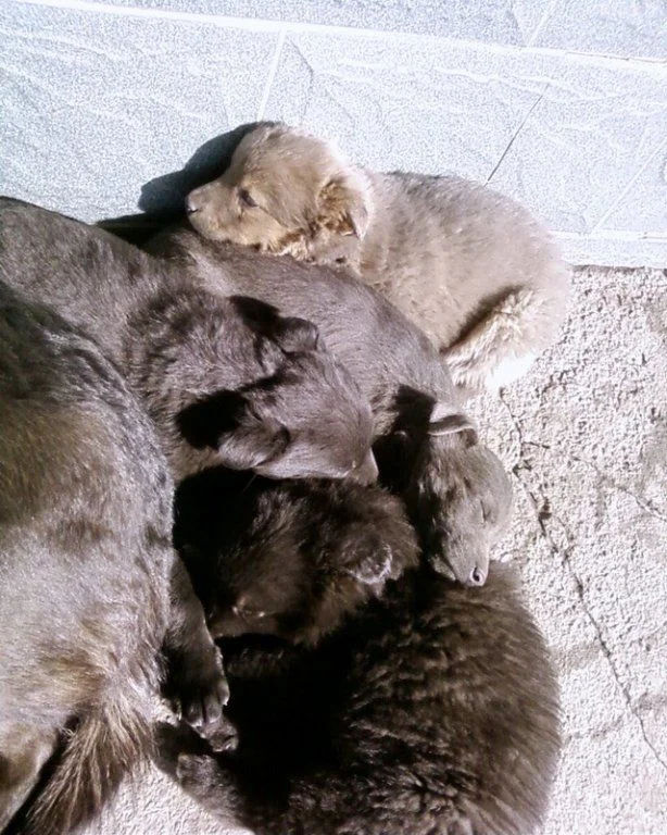 Чапа  щенки-2.webp