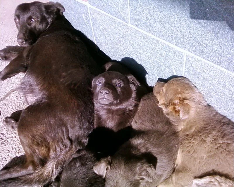 Чапа со щенками  февраль 2013.webp