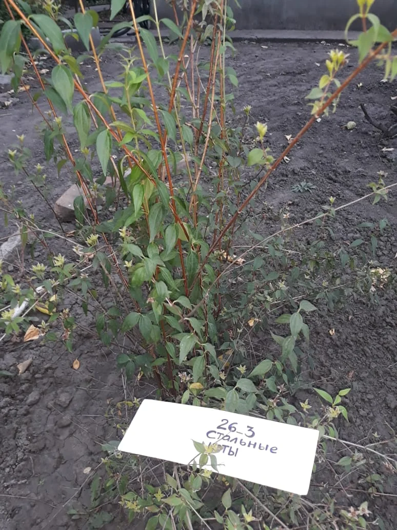 чебушник (жасмин).webp